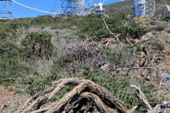 PXL_20250429_1521484542