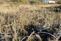 PXL_20250429_1905180212