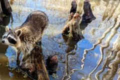 PXL_20240114_185946160.MP2_