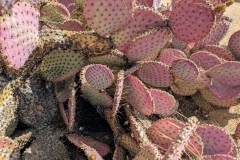 PXL_20240514_154656542